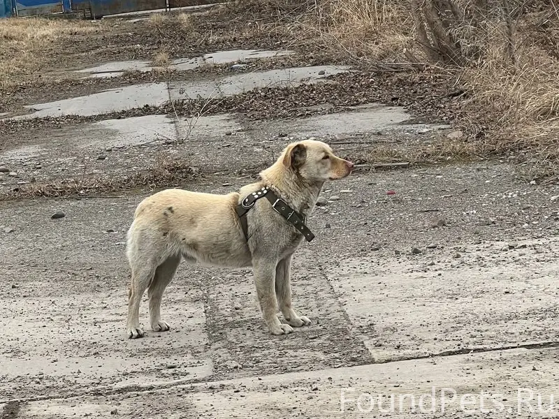 Найден пёс, район Песчанки, Красноярск