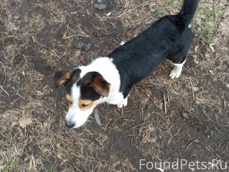 Пропал пёс, район храма, парк нлмк