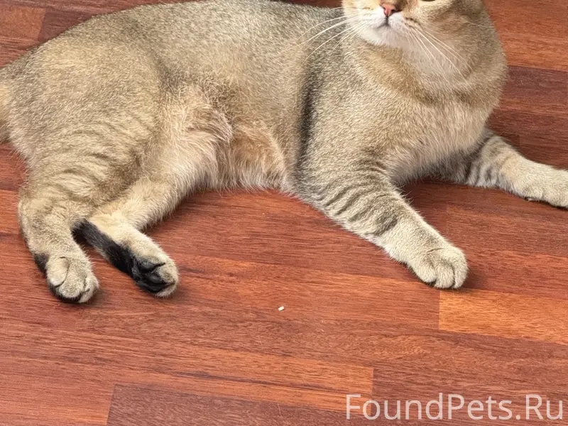 Пропал шотландский кот Ларс, Димитрова 11Б