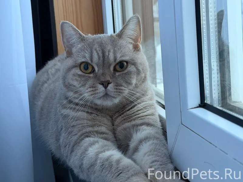 Пропала кошка Моня, Конаково