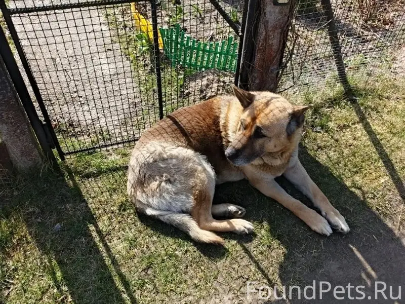 Найден тип собака, СНТ «Рассвет»