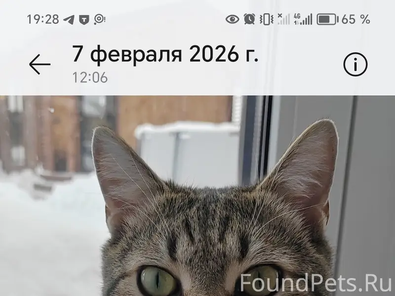 Пропал котик, может находиться на Университетском