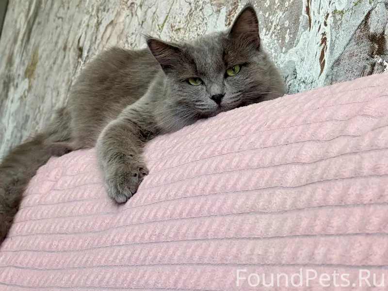 Пропал кот Микки, Первомайская 11