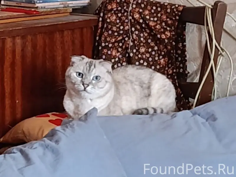 Пропала кошка Буся, ул. Чкалова