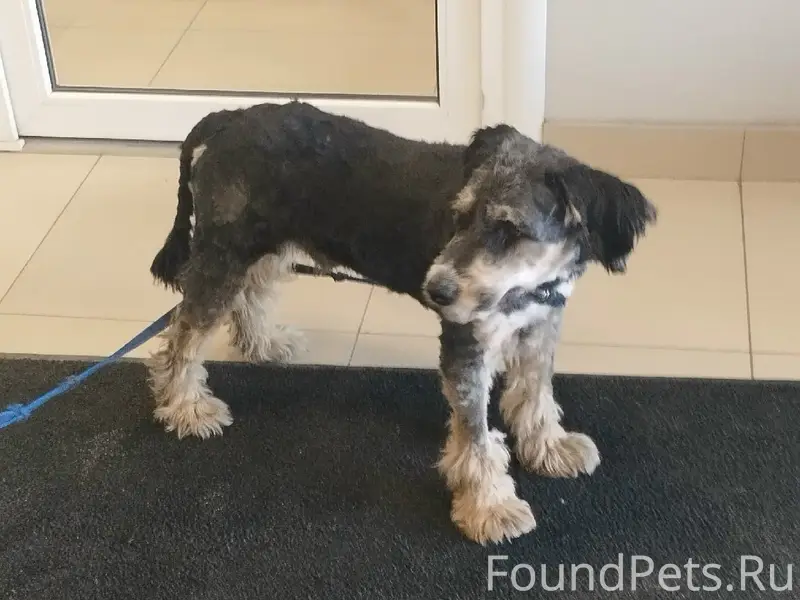 Найден пёс, ТЦ Весна