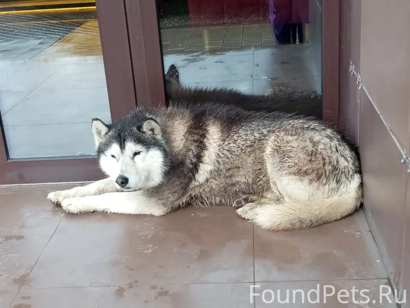 Пропал пёс, ЖК Сердце Каспия