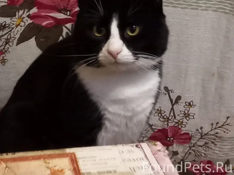 Пропал кот Шмыга, район Набережной, Ленинградской