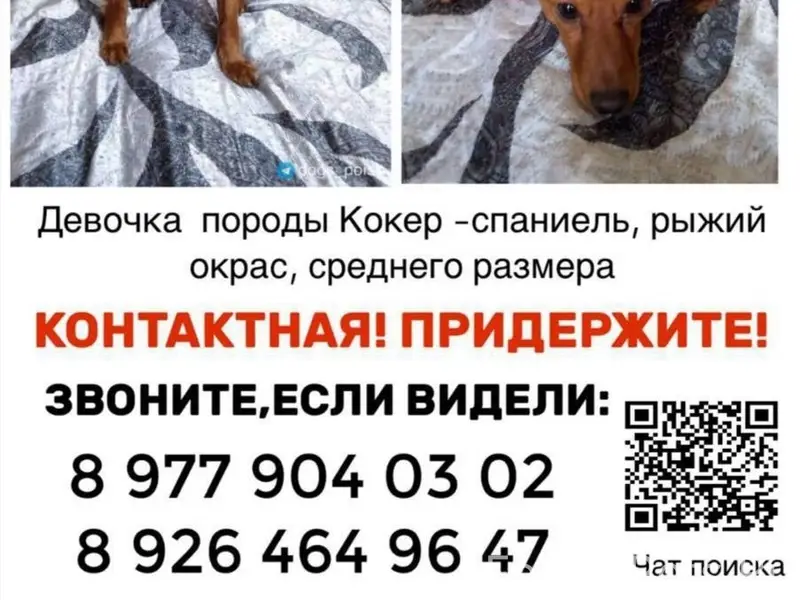 Пропала собака, Люберцы