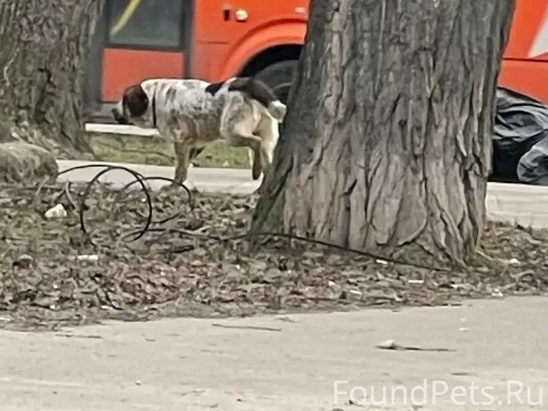 Найден пёс, Июльские дни