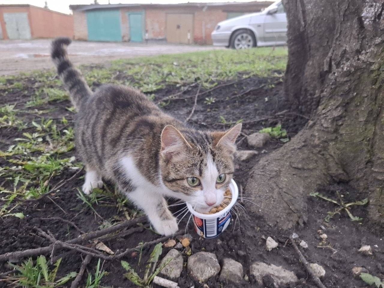 Пропал котёнок, ищу прежнего или нового хозяина