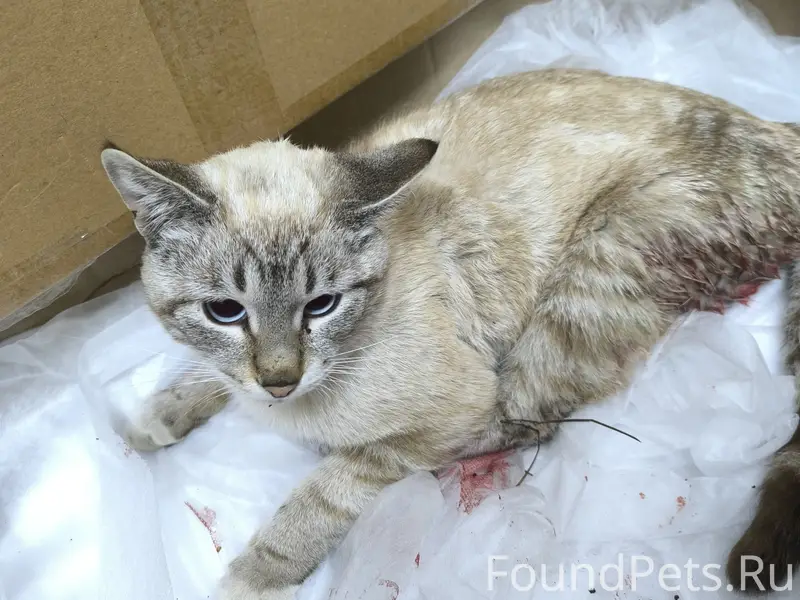 Найден кот, район санатория «Радон»