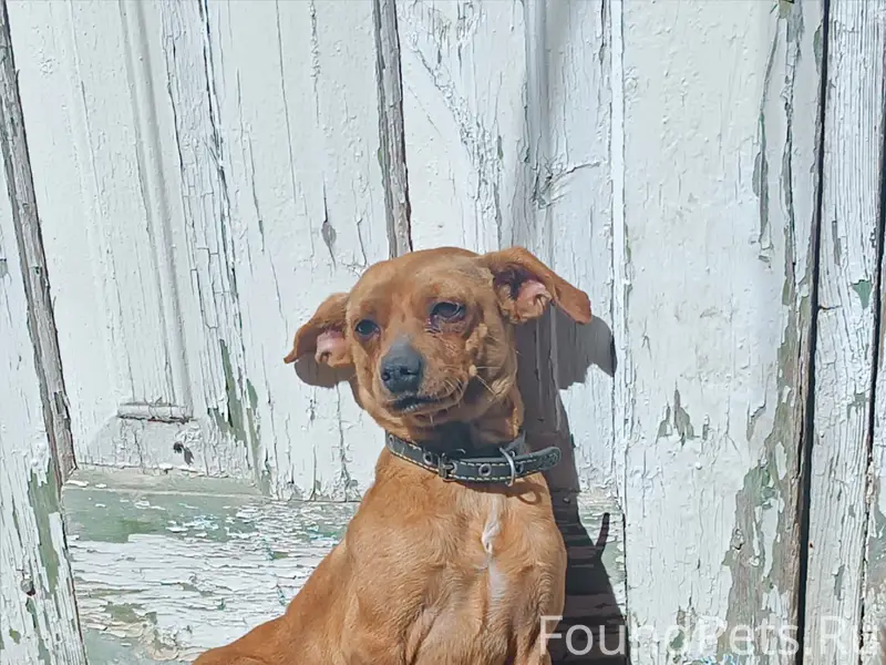 Пропал пёс, район Кривой-Широкой