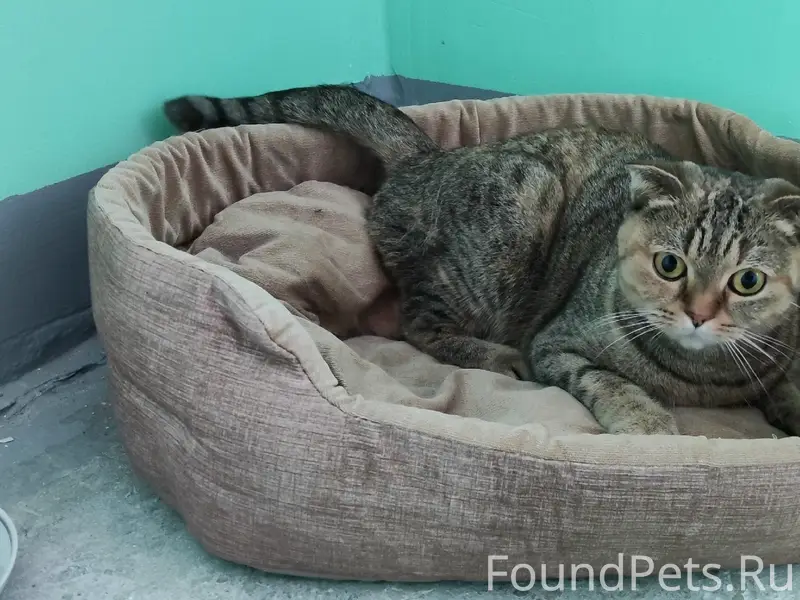 Найдена кошка, Автозаводский район