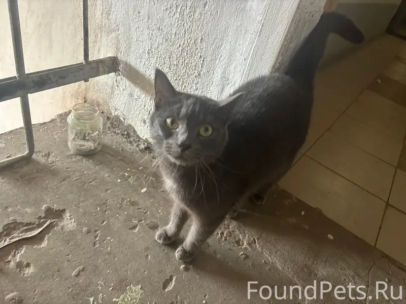 Найден кот или кошечка, в подъезде