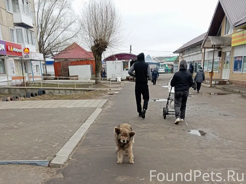 Найден старый пёс с ошейником