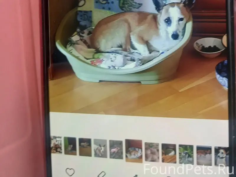 Пропала собака, Сикейроса 11