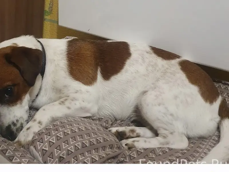 Пропала девочка джек рассел Стэфания, село Ушаки