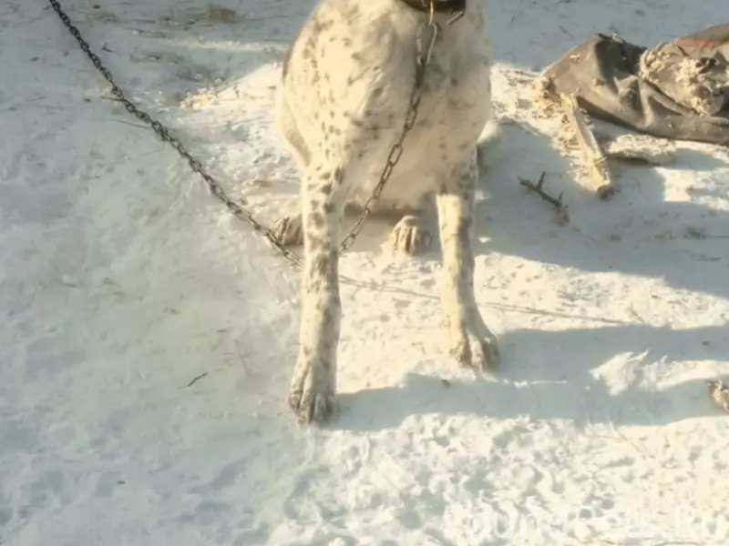 Пропала собака, с. Поселье