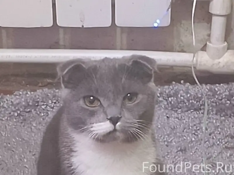 Пропала кошка, Мельникова 204-206