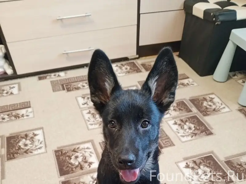 Пропала собака Грета, улица 9 Января