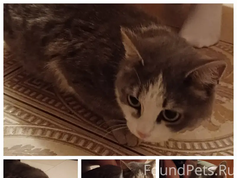 Найдена кошка, г. Красноярск, ул. Чернышевского