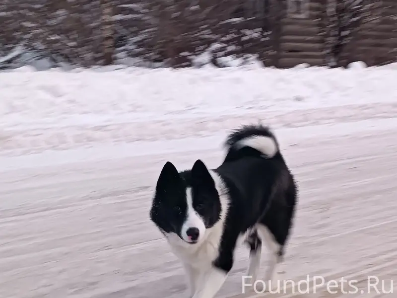 Пропали лайки, могут быть в Климушино, Боровина, Теребино