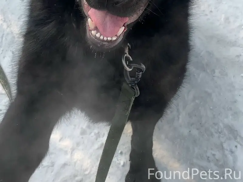 Пропала черная овчарка, Абашево, Новобайдаевка