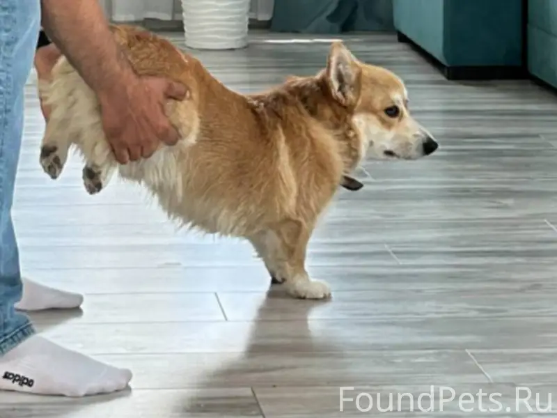 Пропал метис Тима, Дзержинский район