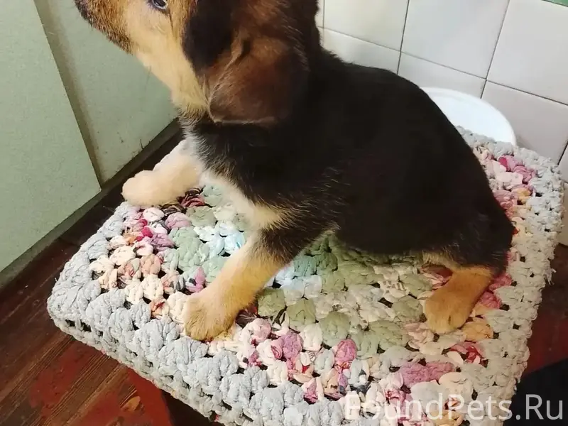 Найден щенок, в районе девятиэтажки