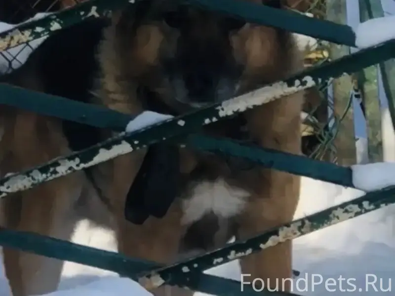 Пропала собака