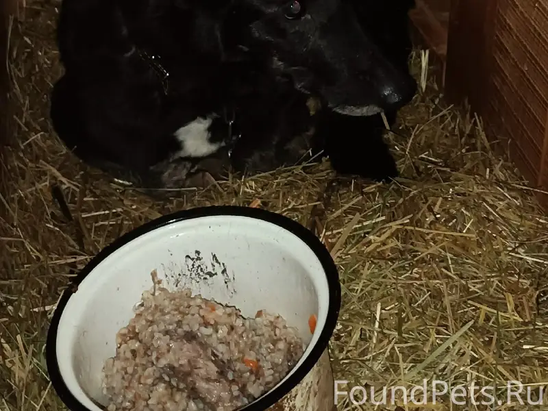 Пропала собака, район Суханово