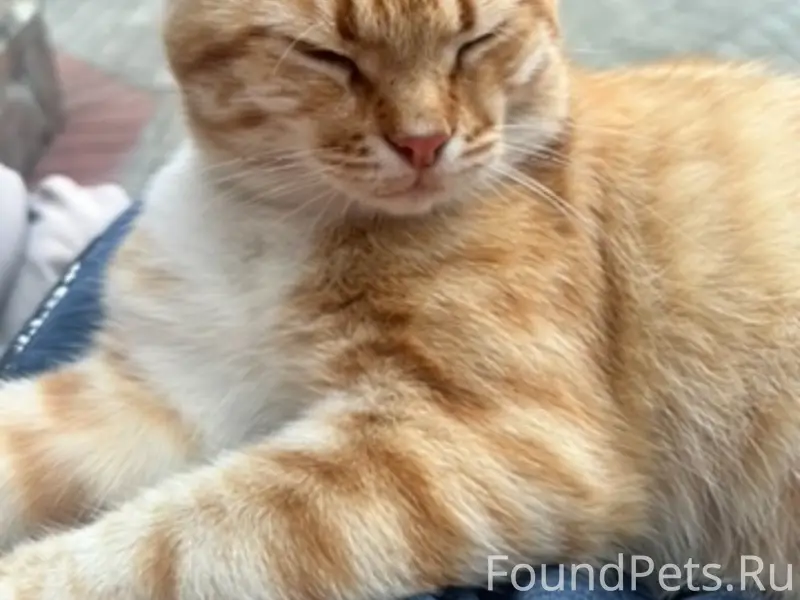 Пропал рыжий кот, район Советской и Смольянинова