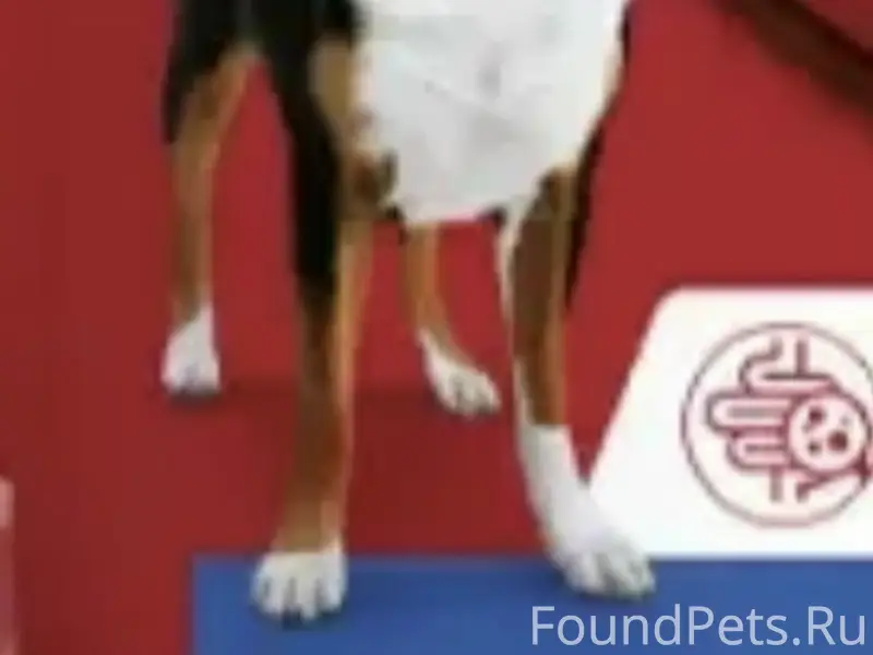 Пропала собака, Курск, остановка Черняховского