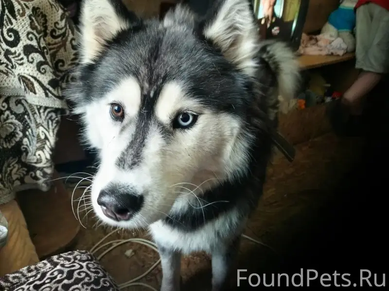 Пропала хаски Кокса, Казань