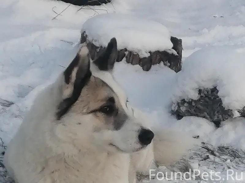 Пропал пёс лайка Саян