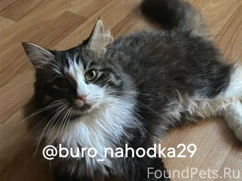 Пропал кот Кусь, Сульфат