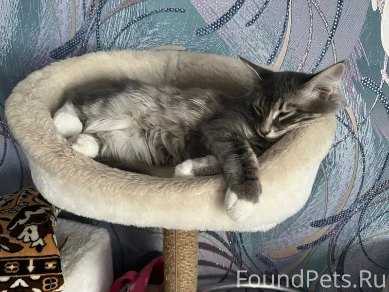 Пропал котёнок, район Старая Южа