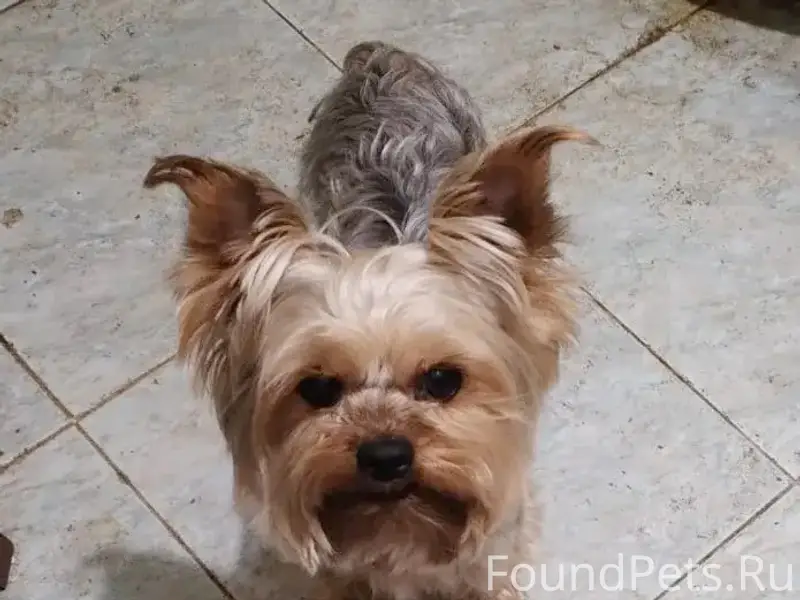 Пропал йоркширский терьер Тёма, ст Рыбак 1-А