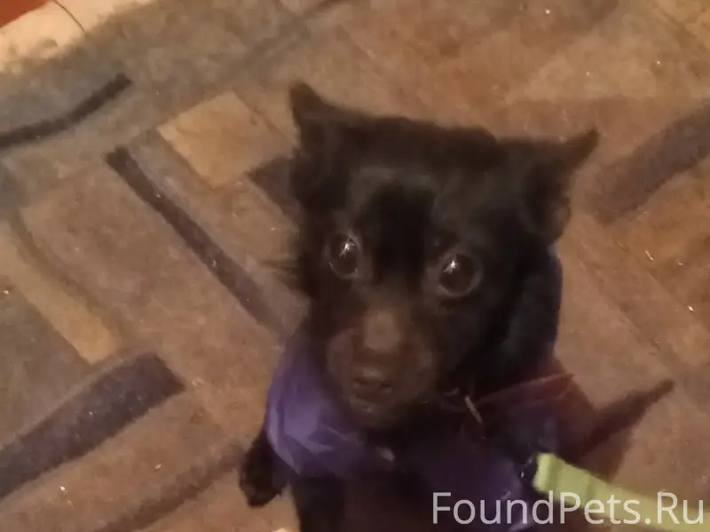 Пропал метис немецкого шпица и чихуахуа Арчи, Башаринск