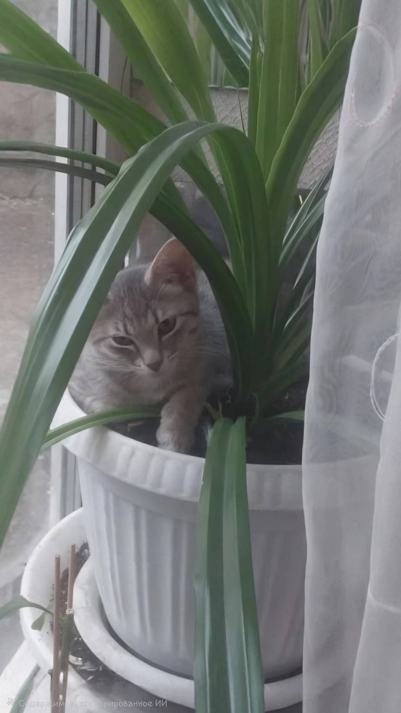 Пропал кот Кеша, Санкт-Петербург, пр. Просвещения