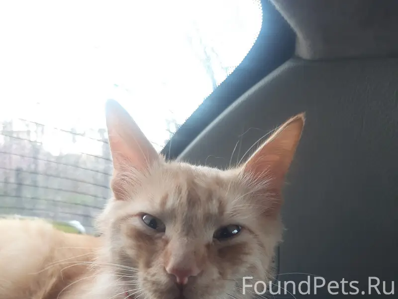 Найден кот, парк им. Гагарина