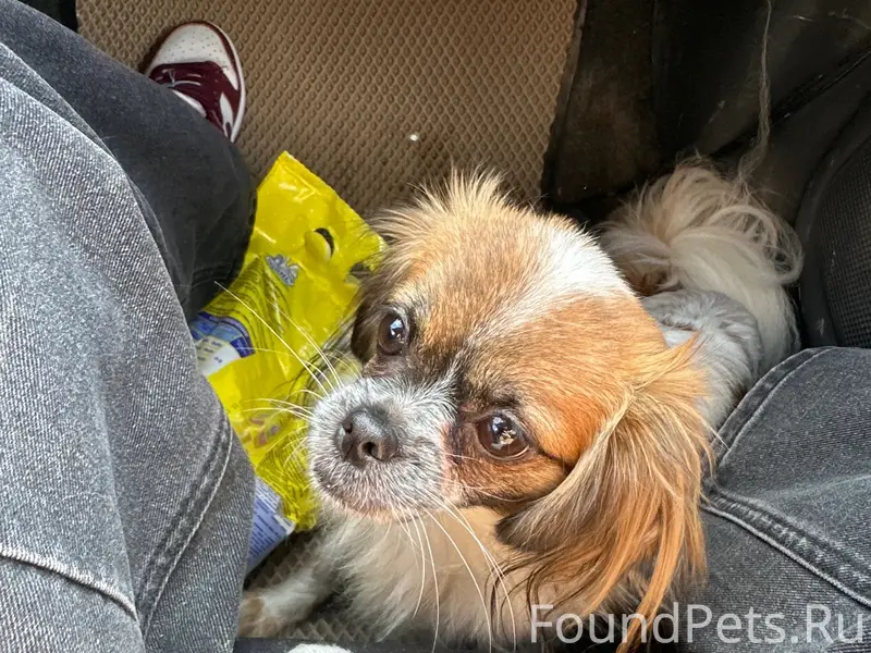 Найден пёс, [место: возле магистрали]