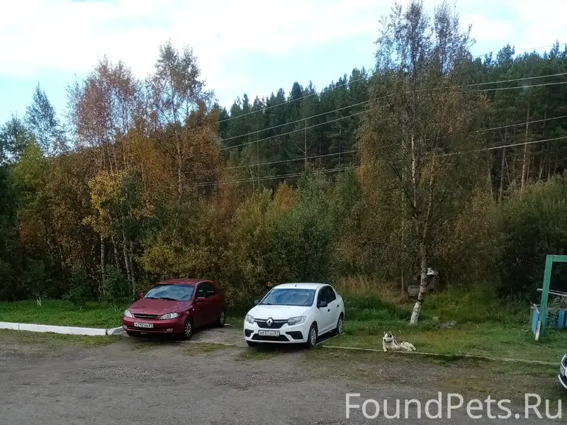 Пропал Туман, собака