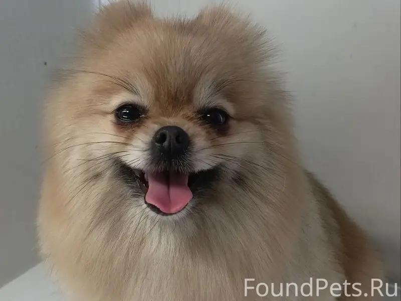 Пропала собака, район ул. Гайдара