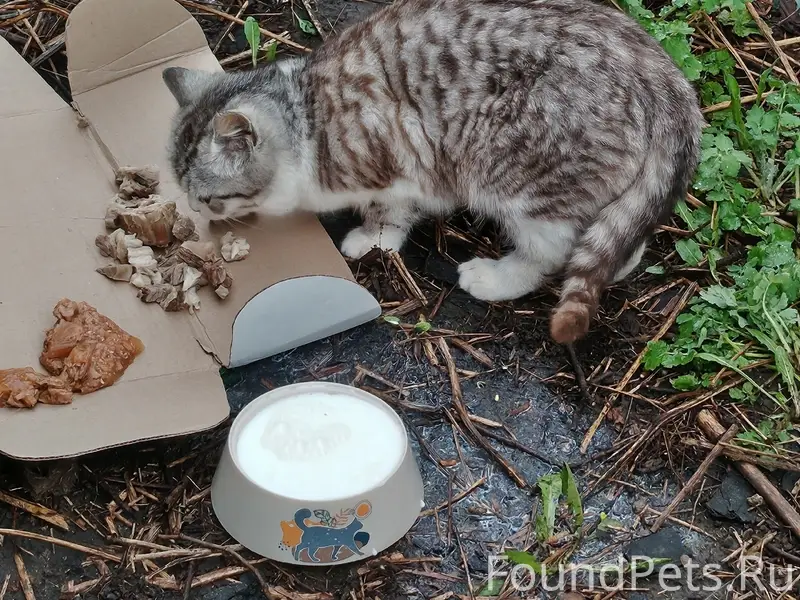 Найдена кошка, Безенчук