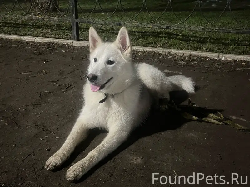 Найдена собака