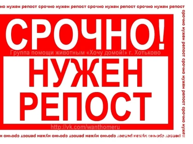 Найден молодой пёс, Семхоз