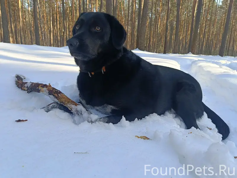 Пропала чёрная собака Мелисса, Дизельный завод
