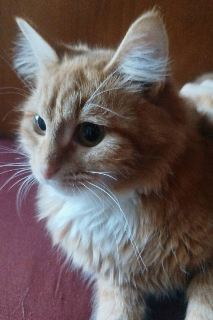 Пропала кошка Сенди, улица Свердлова