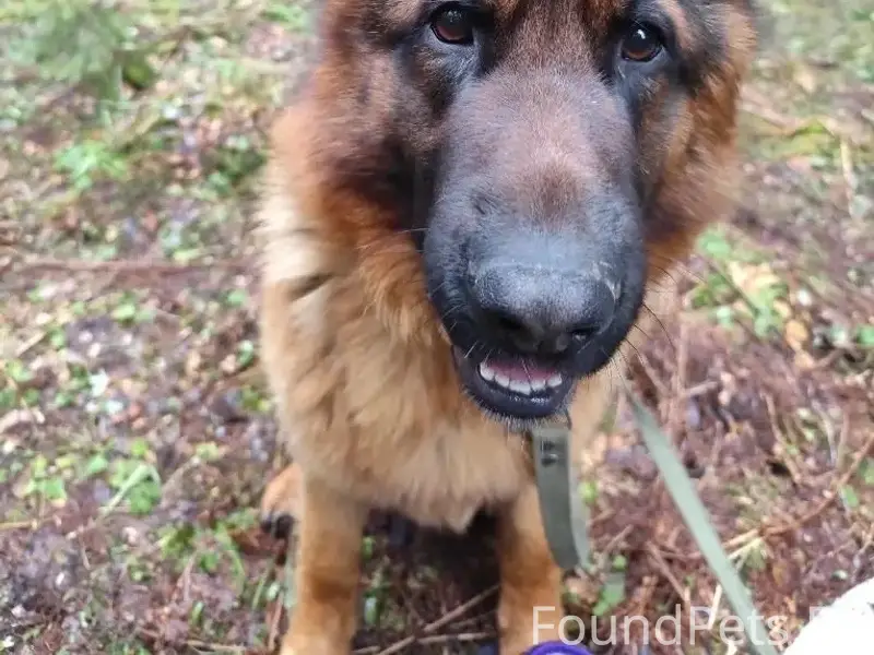 Пропали немецкие овчарки Тор и Тери